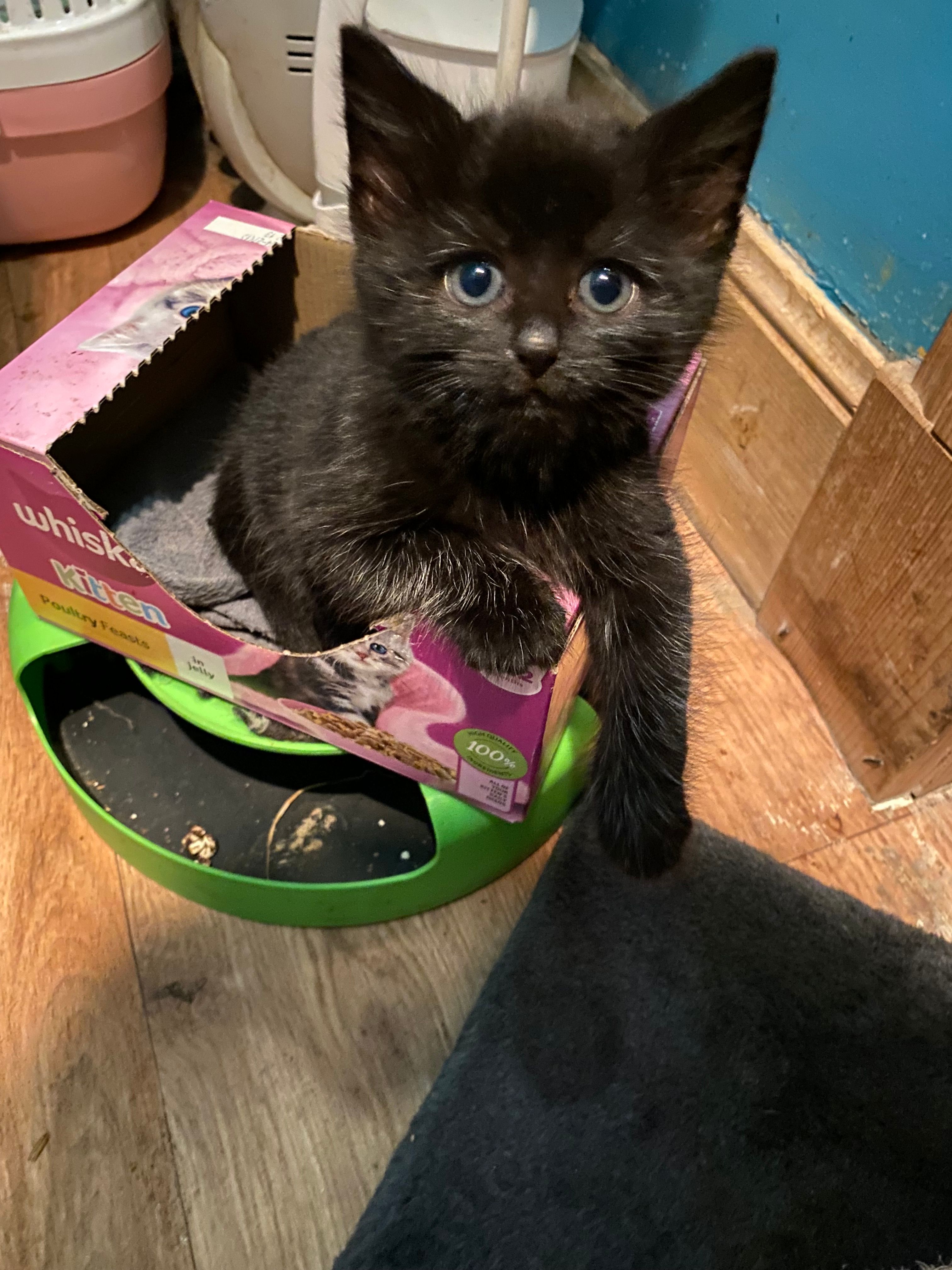 Arran animal rescue & sanctuary