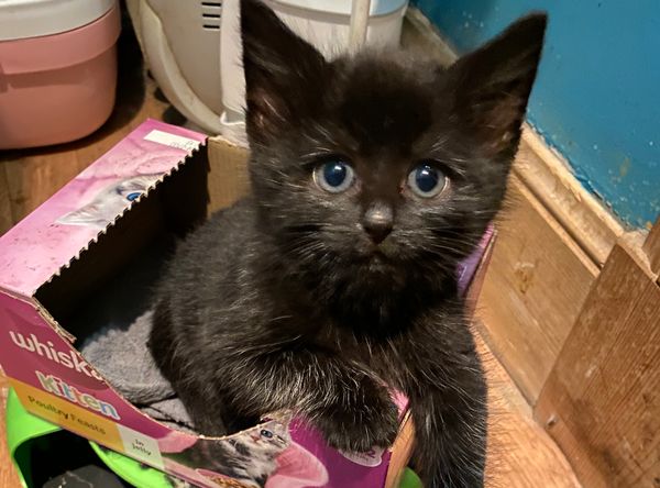 Arran animal rescue & sanctuary