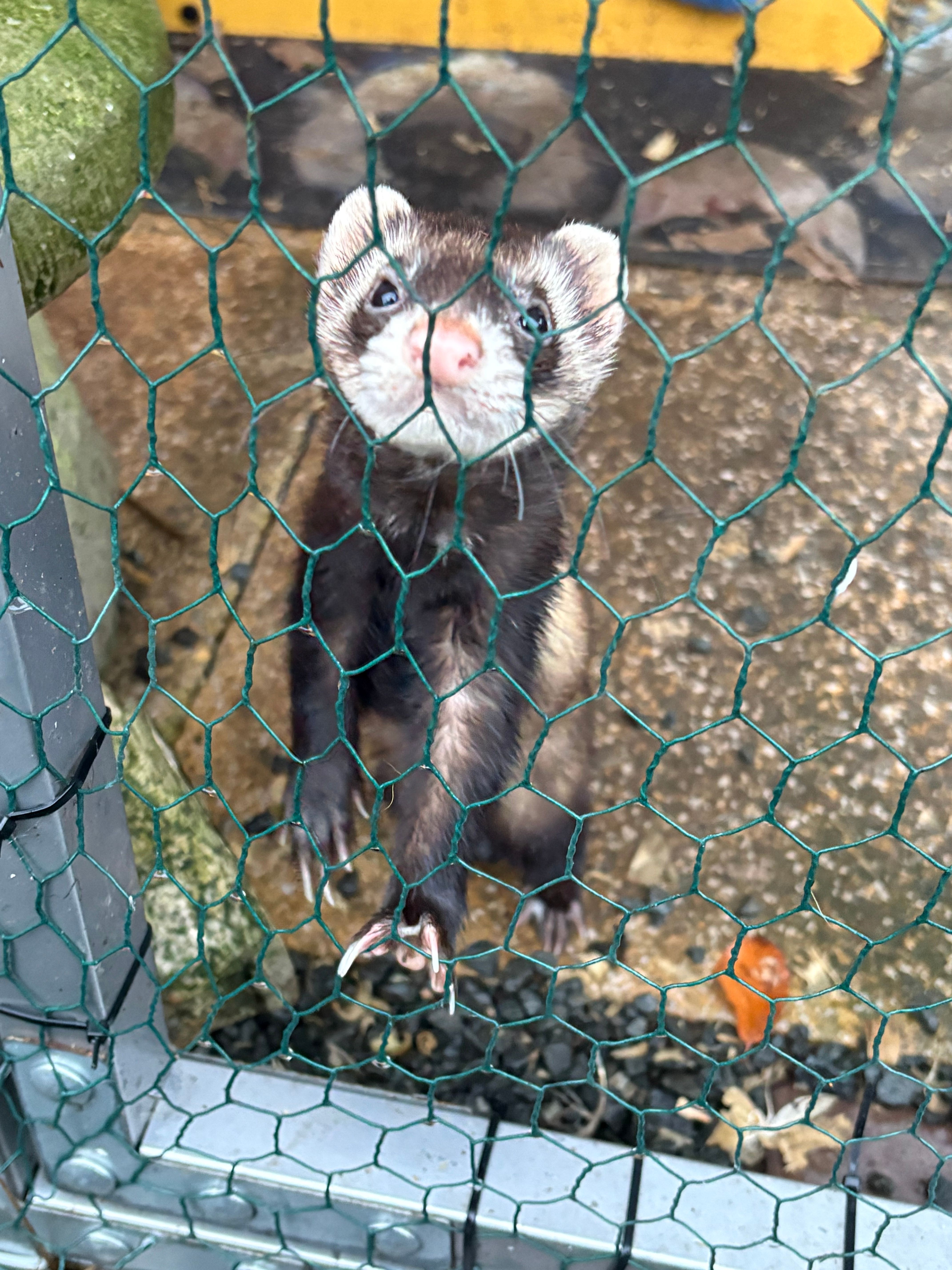 Arran animal rescue & sanctuary