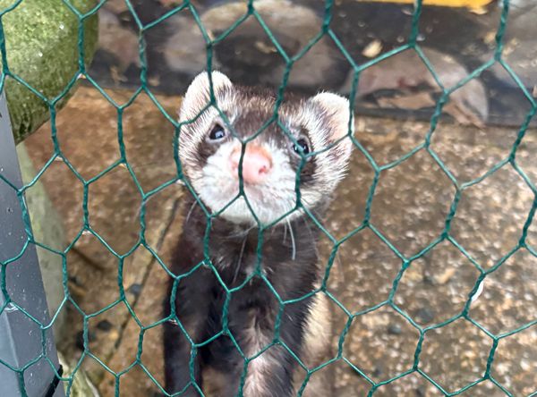 Arran animal rescue & sanctuary