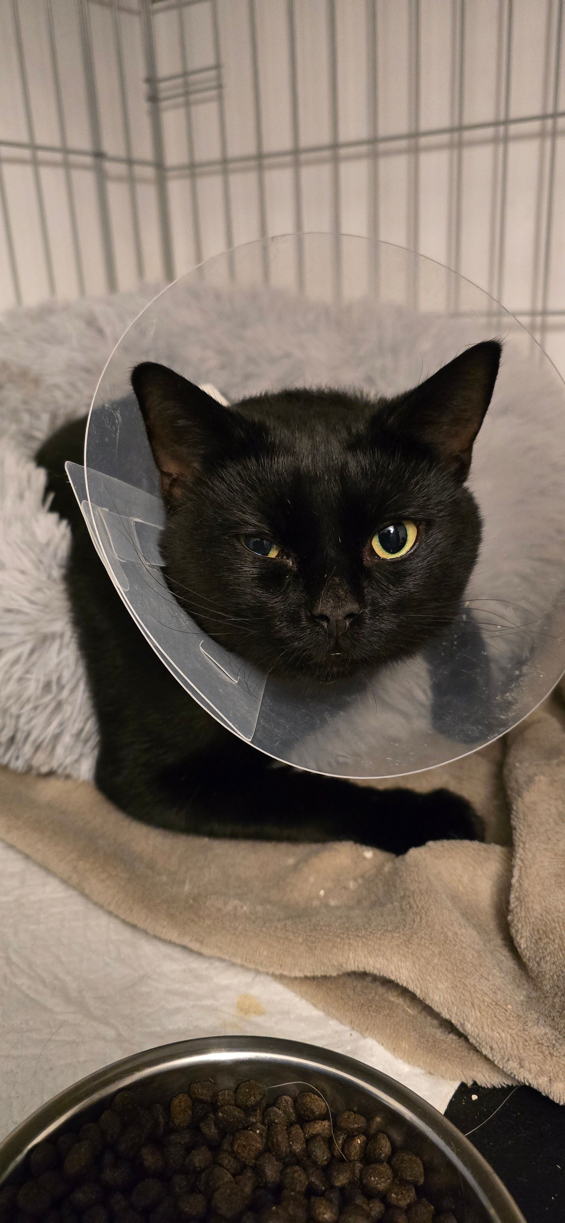 Yorkshire Rose Cat Rescue