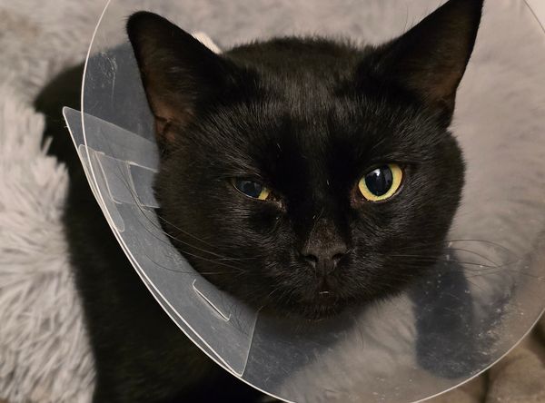 Yorkshire Rose Cat Rescue