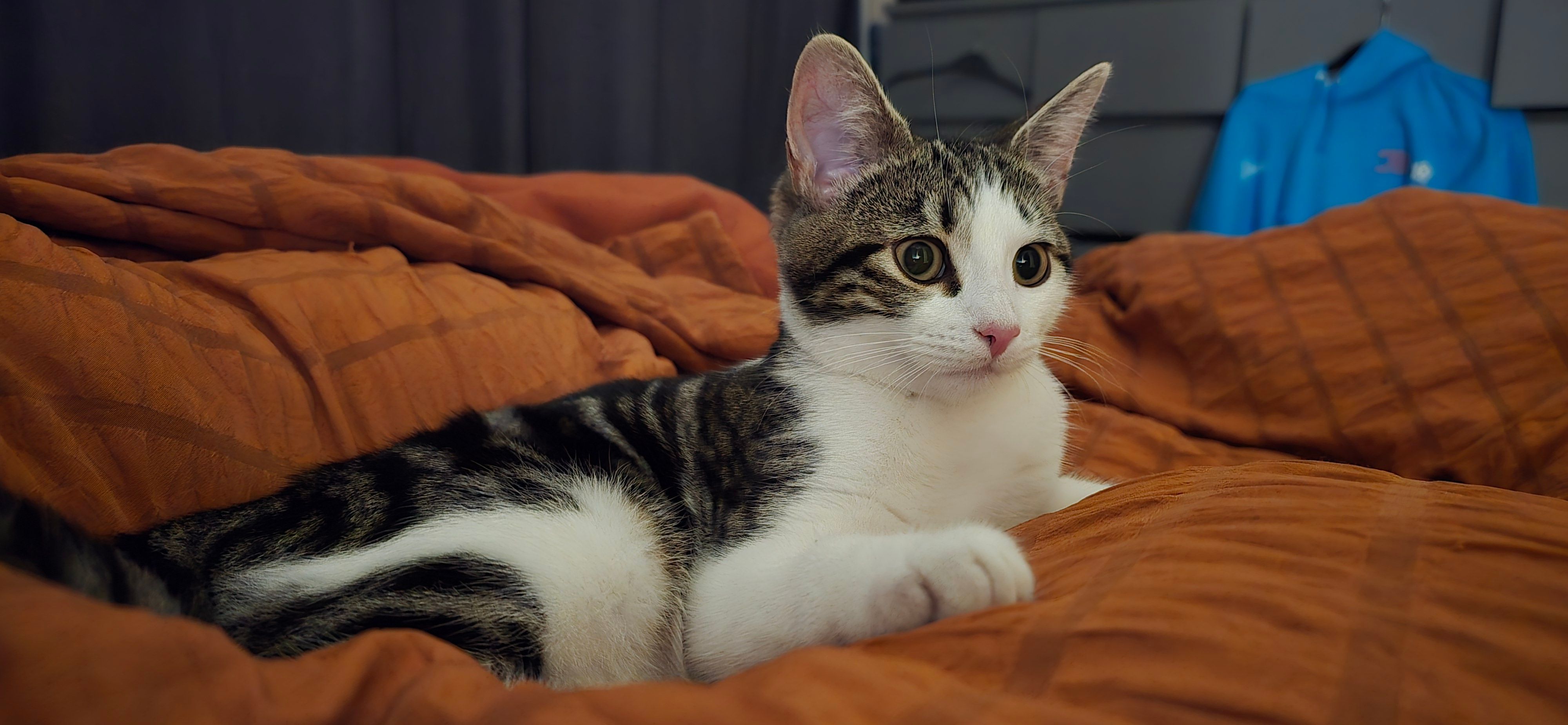 Yorkshire Rose Cat Rescue