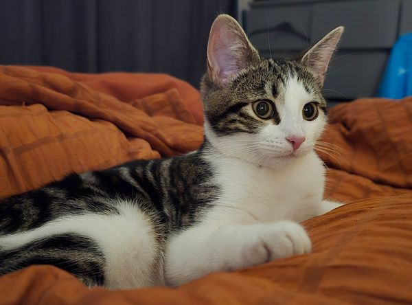 Yorkshire Rose Cat Rescue