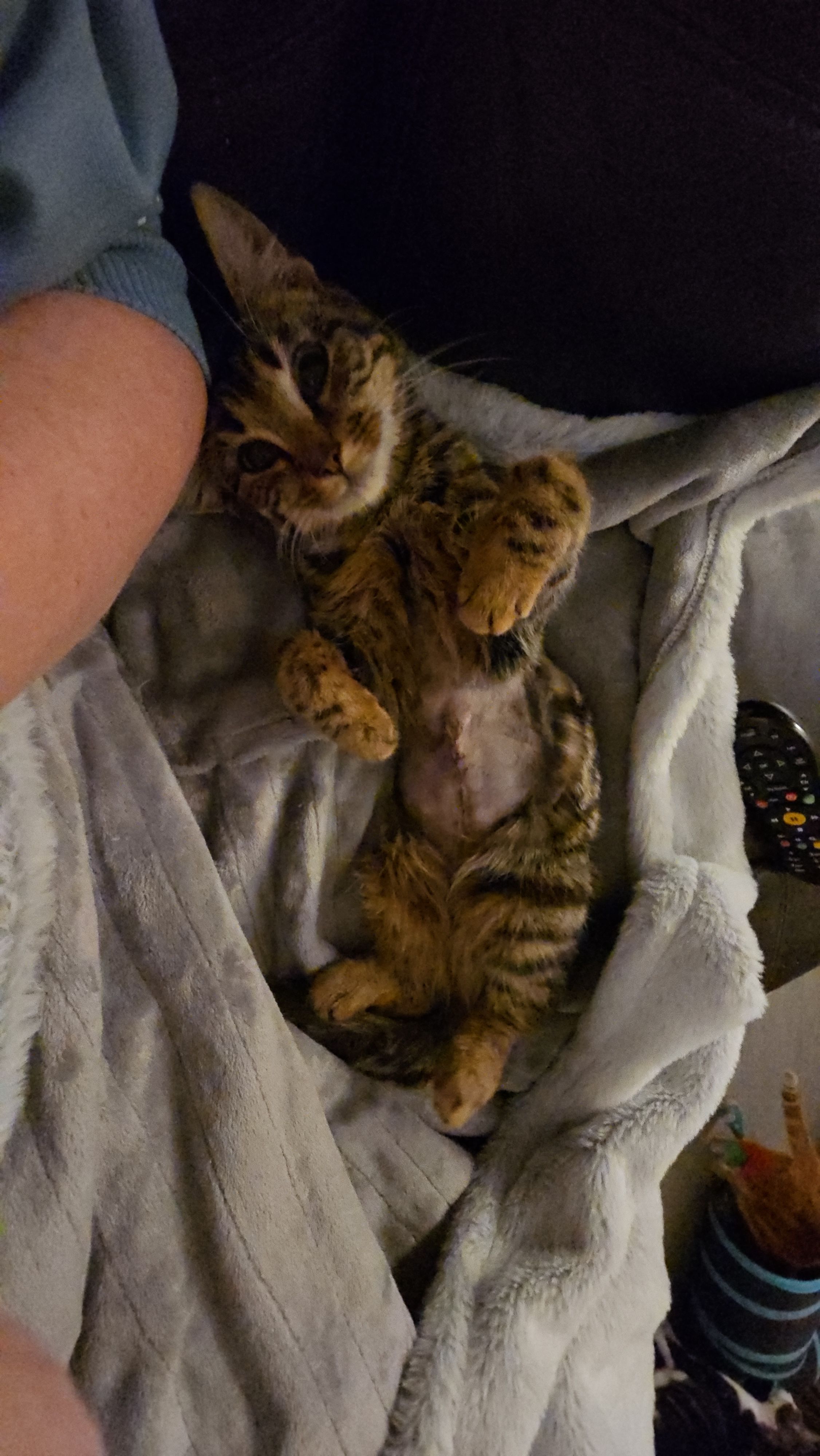 Yorkshire Rose Cat Rescue