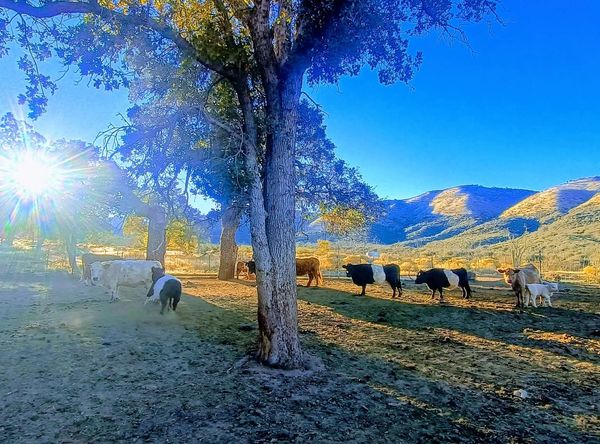 Barites Veteran Ranch