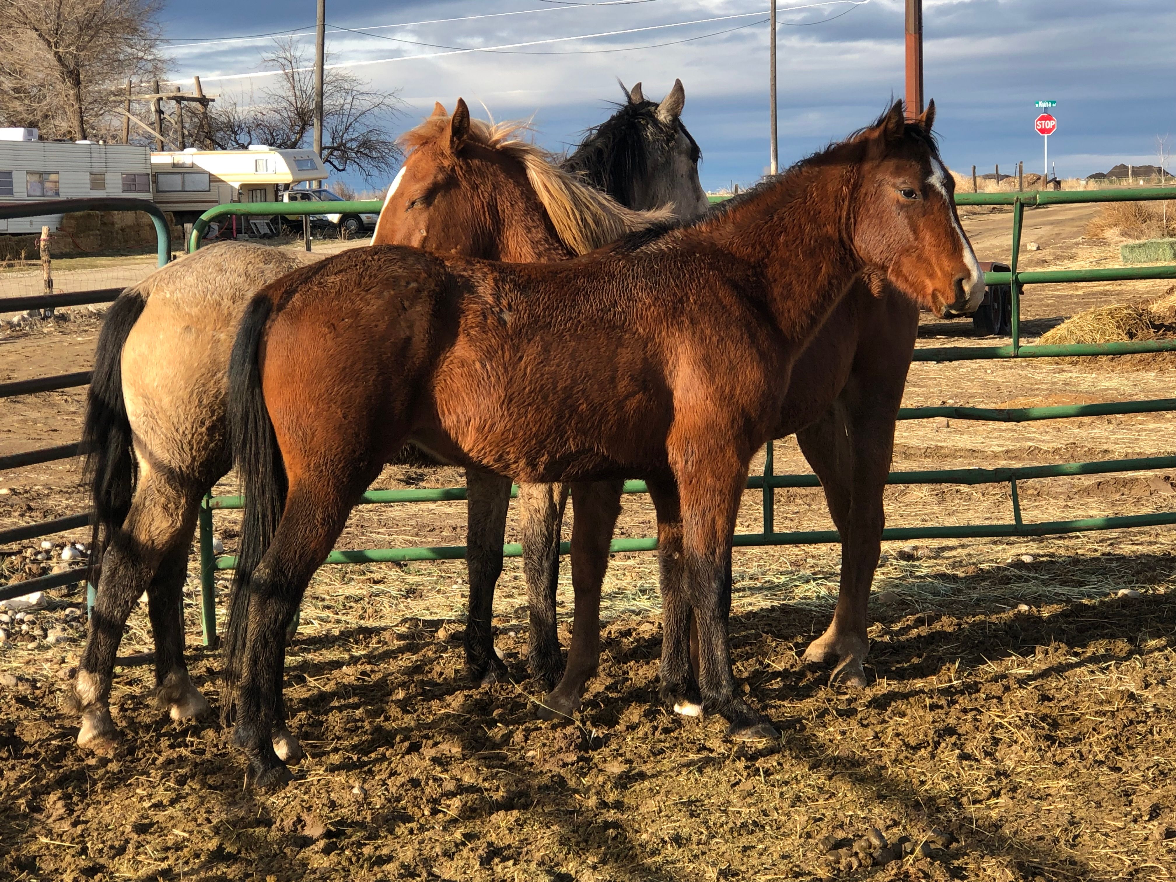 By His Grace Equine Rescue