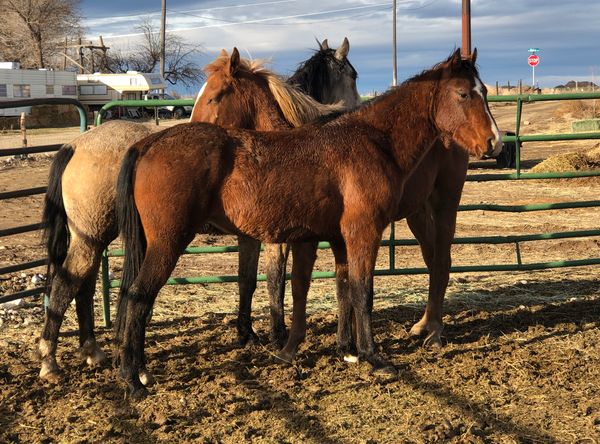 By His Grace Equine Rescue