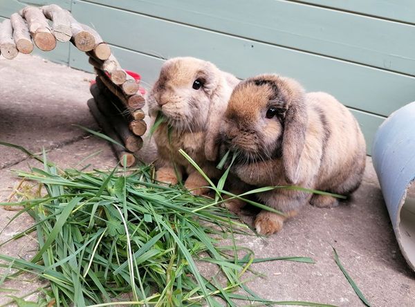 Burrowed Hearts Animal Rescue
