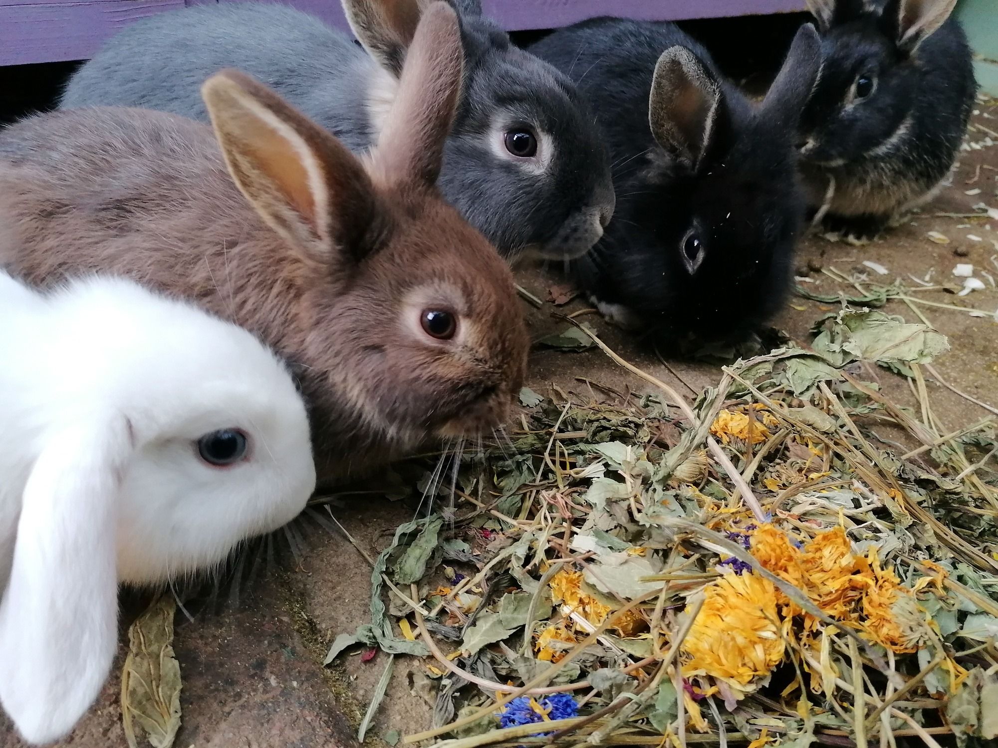 Burrowed Hearts Animal Rescue