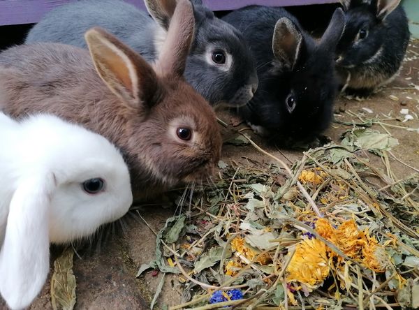 Burrowed Hearts Animal Rescue