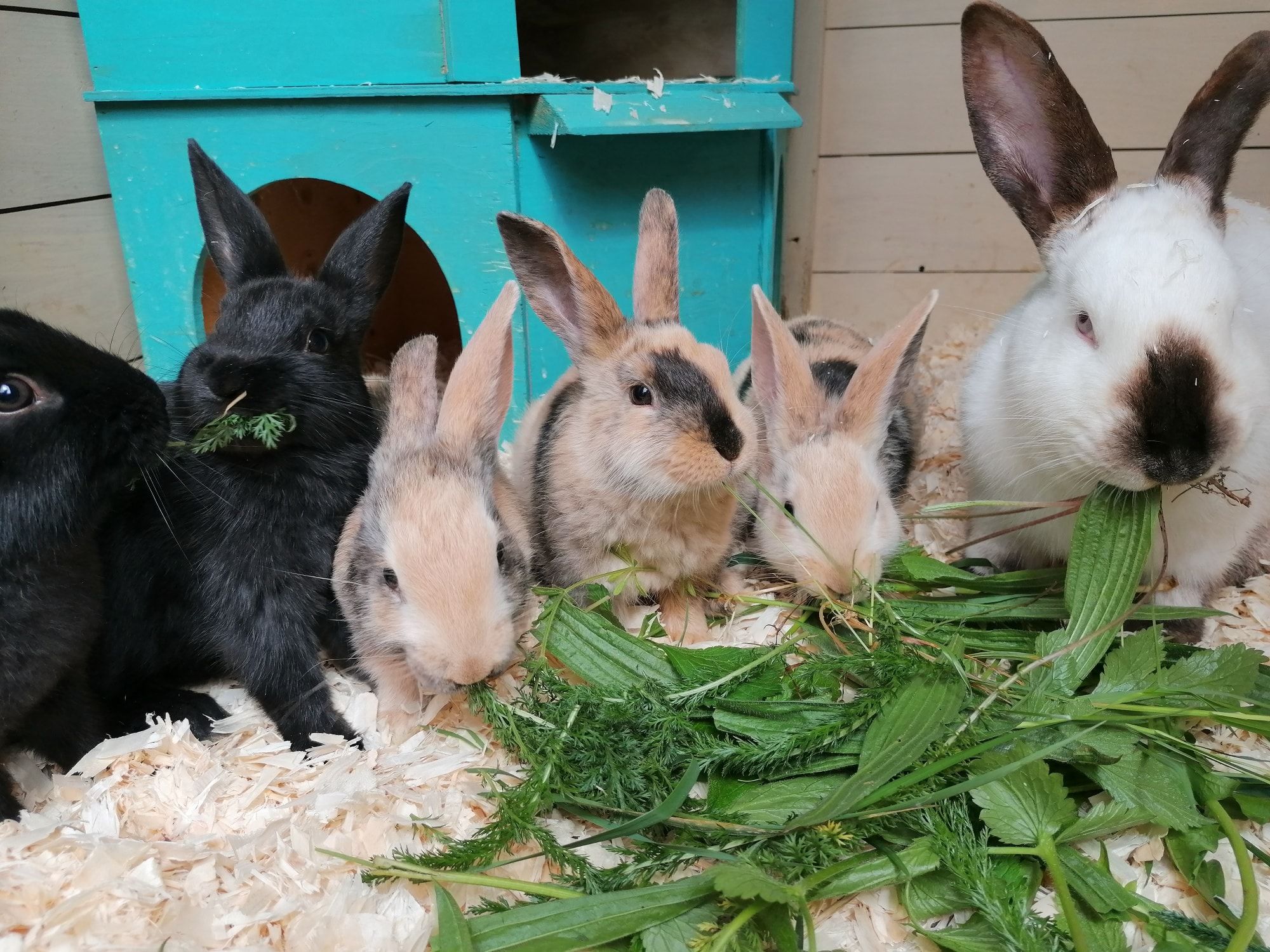 Burrowed Hearts Animal Rescue