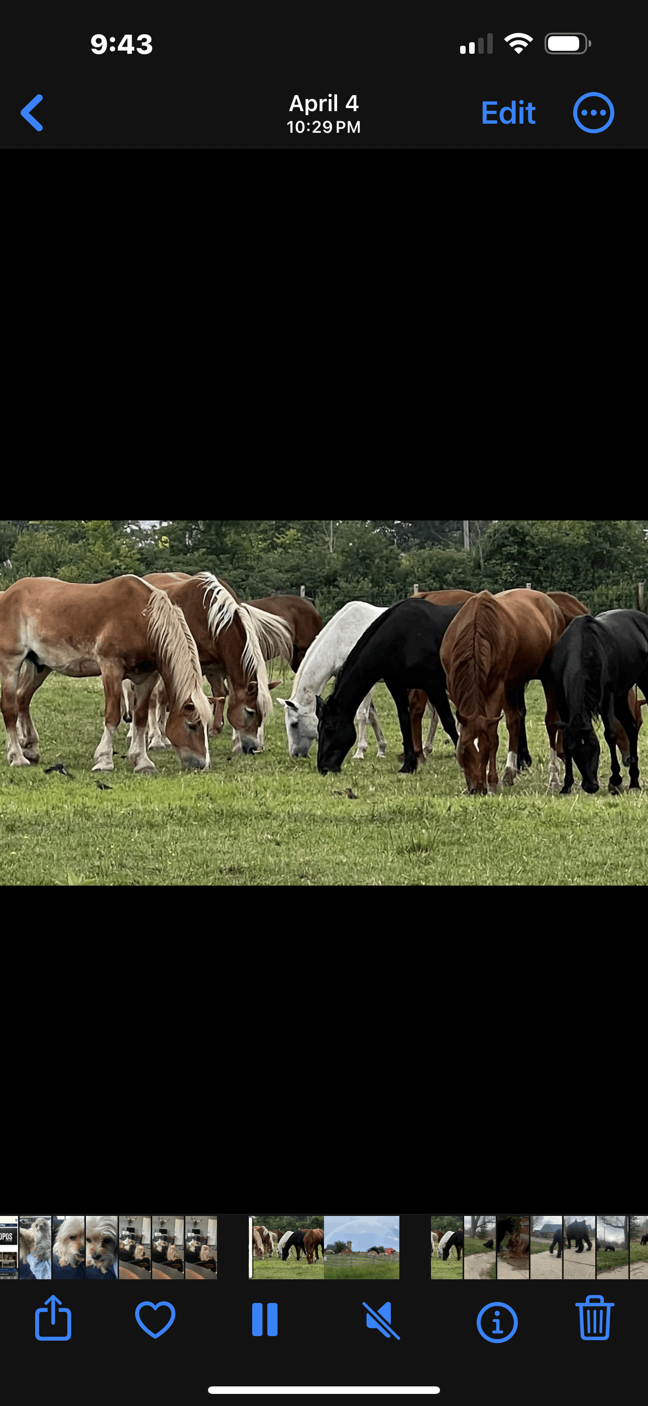 Sunnyside Farms Animal Sanctuary
