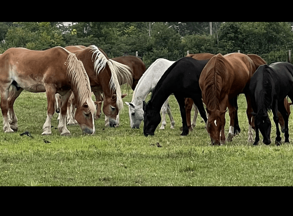 Sunnyside Farms Animal Sanctuary