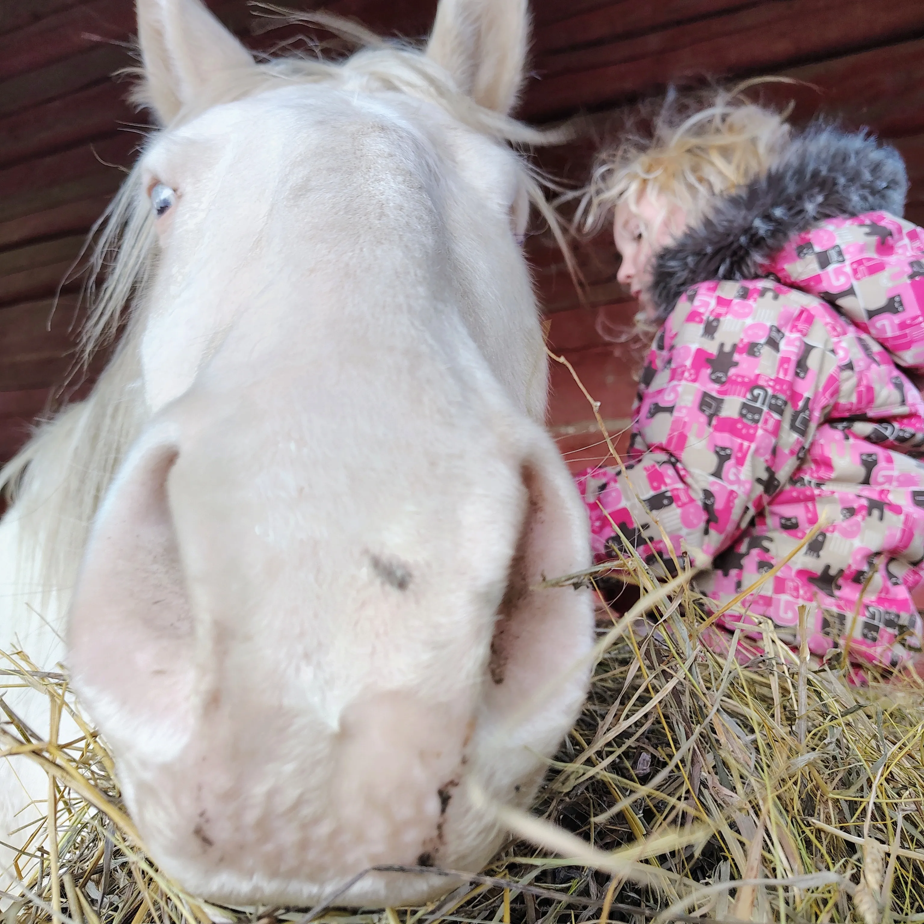 A Twinkle Of Hope Equine Acres