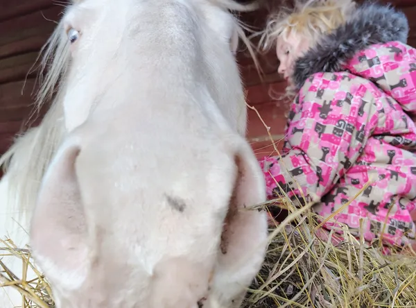 A Twinkle Of Hope Equine Acres