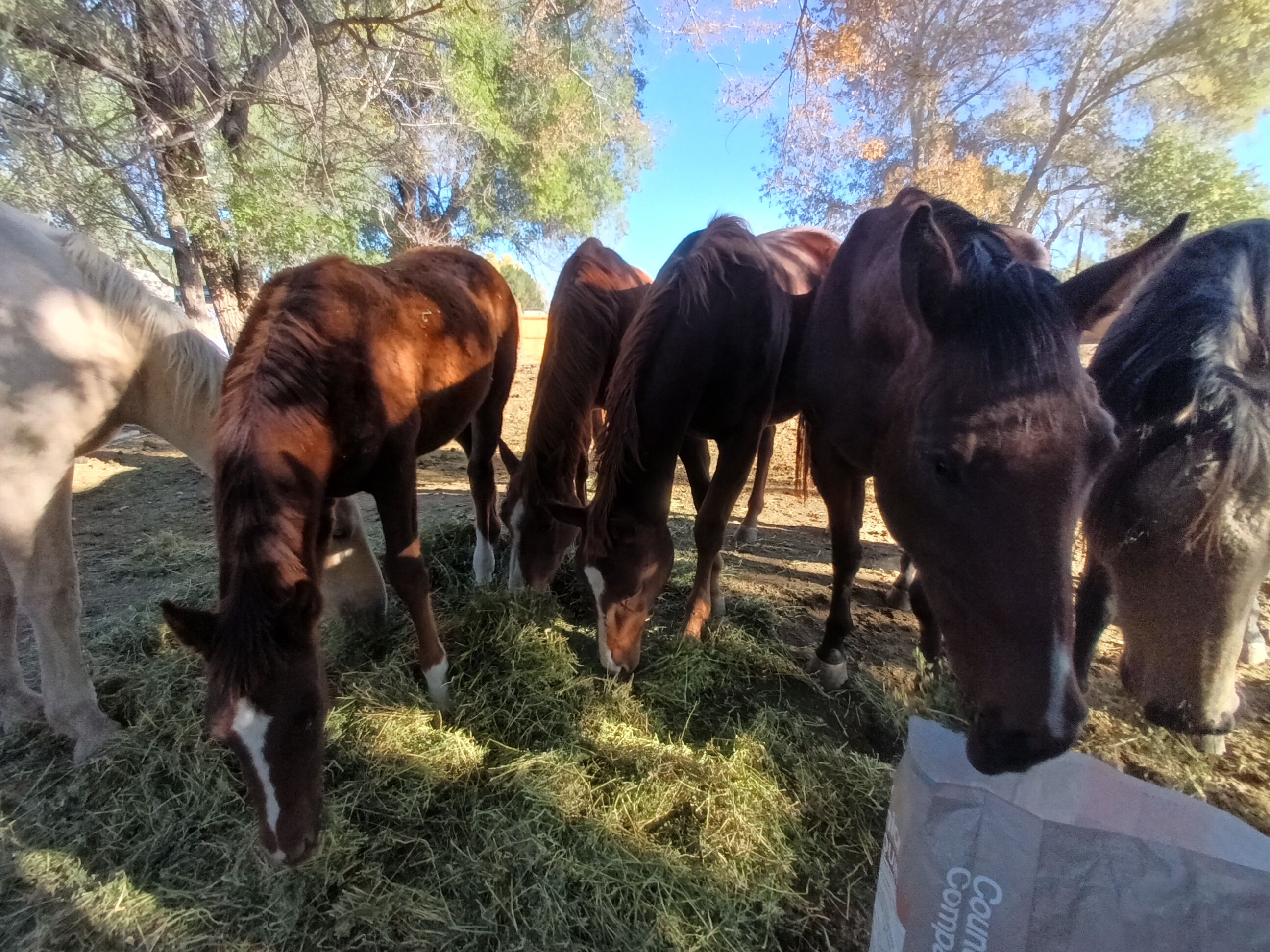 Tennessee Thompson Wild Rescue Ranch Inc