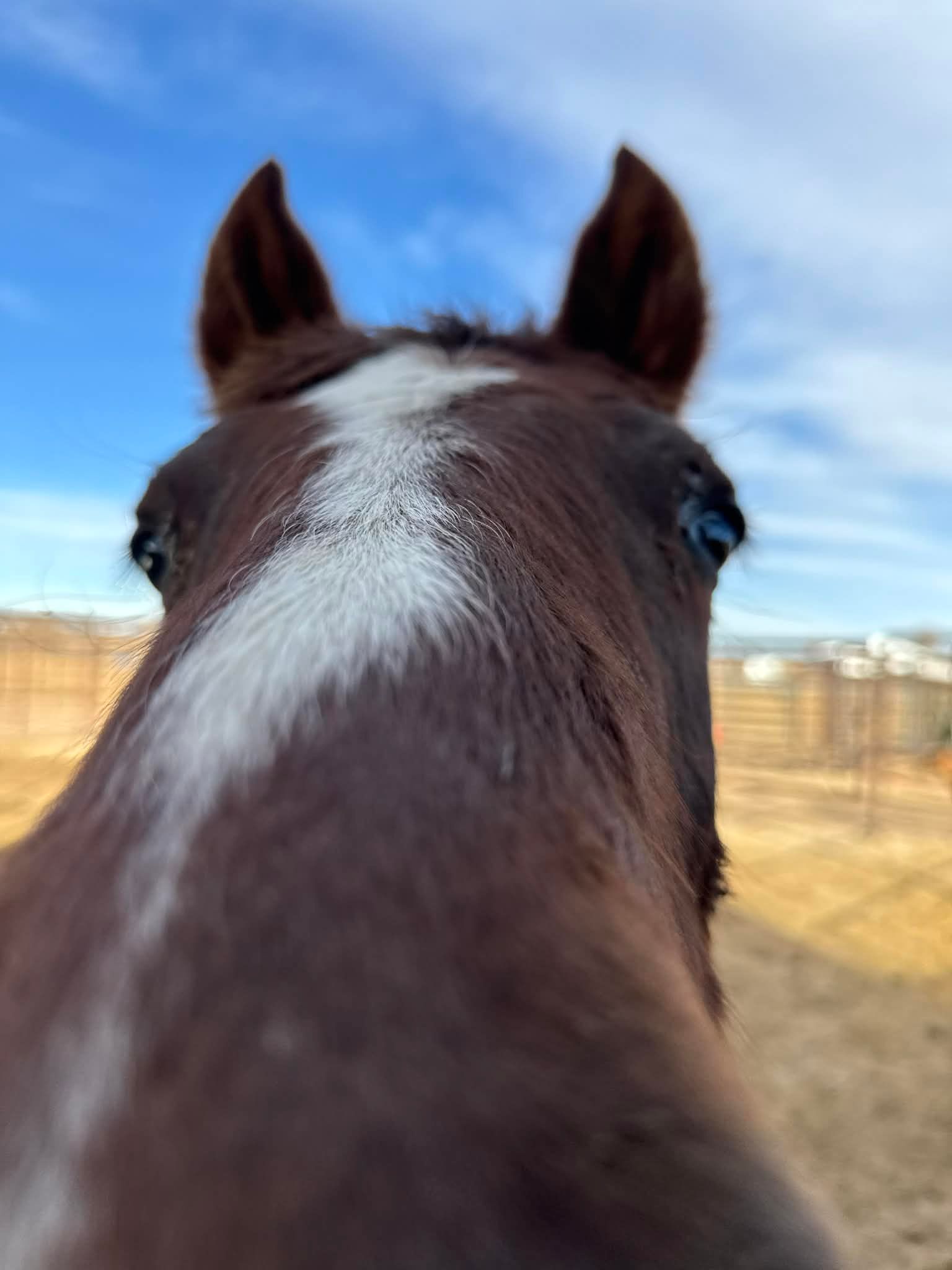 Tennessee Thompson Wild Rescue Ranch Inc