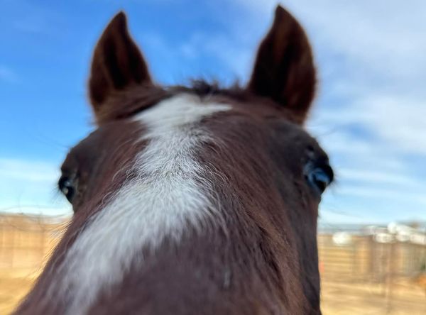 Tennessee Thompson Wild Rescue Ranch Inc