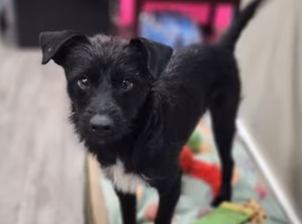 Pet Adoption League of Gem County ID