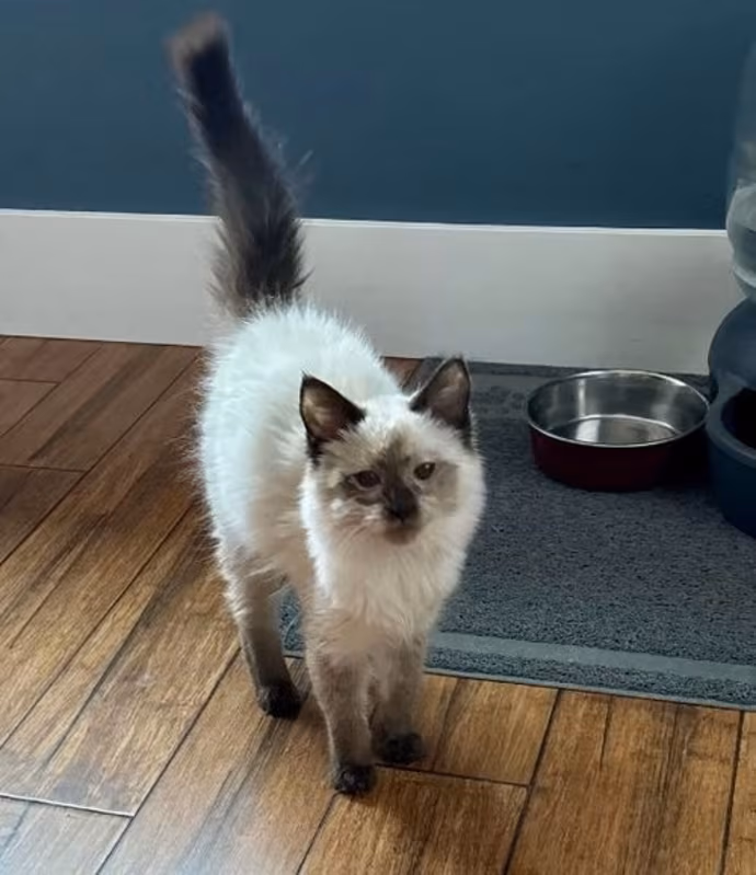 Pet Adoption League of Gem County ID