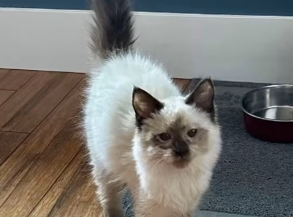 Pet Adoption League of Gem County ID