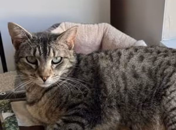 Pet Adoption League of Gem County ID