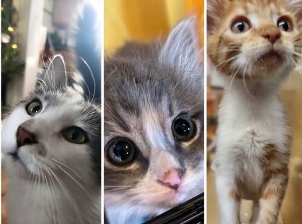 Whimsical Whiskers Rescue