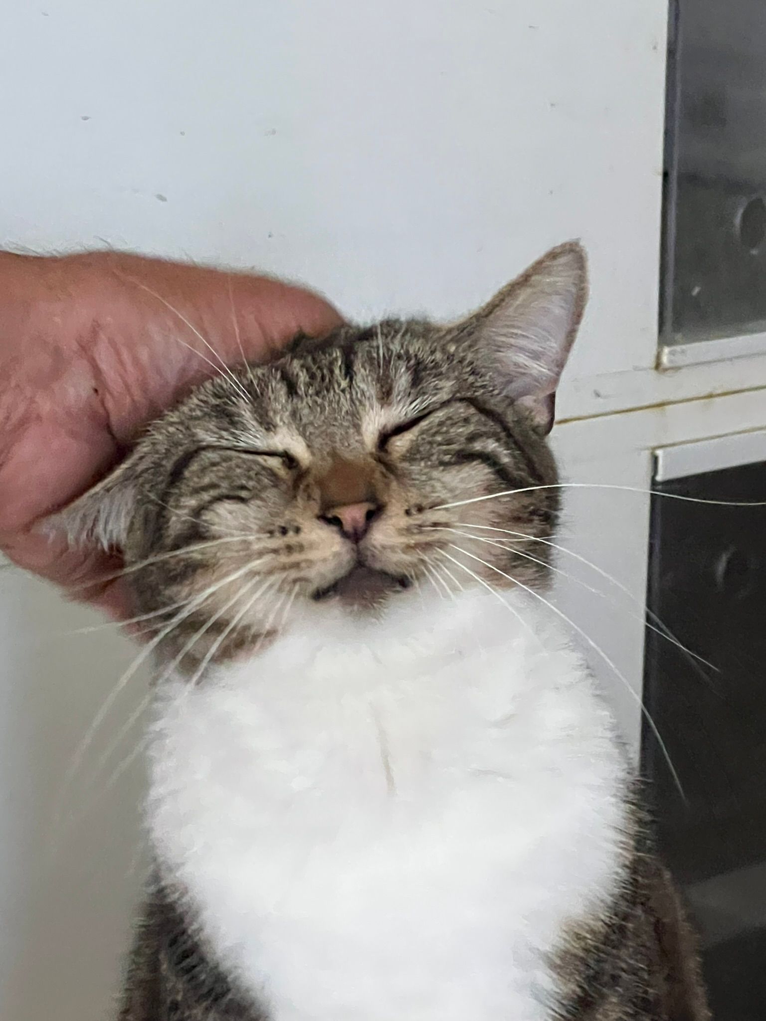 Save A Pet Foundation