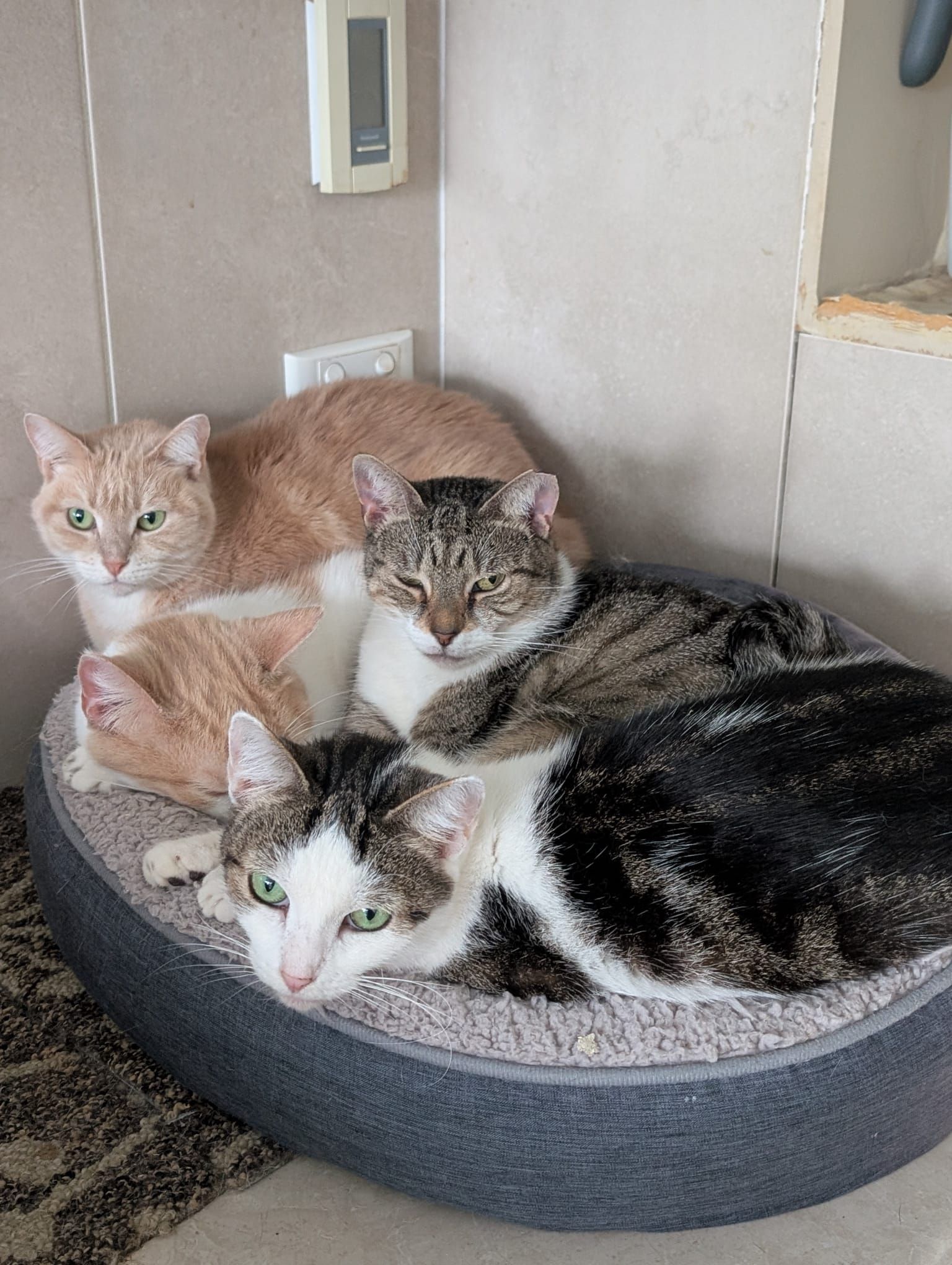 Save A Pet Foundation