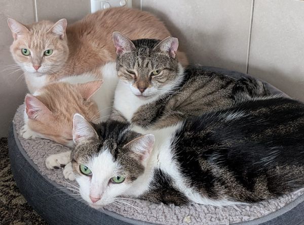 Save A Pet Foundation