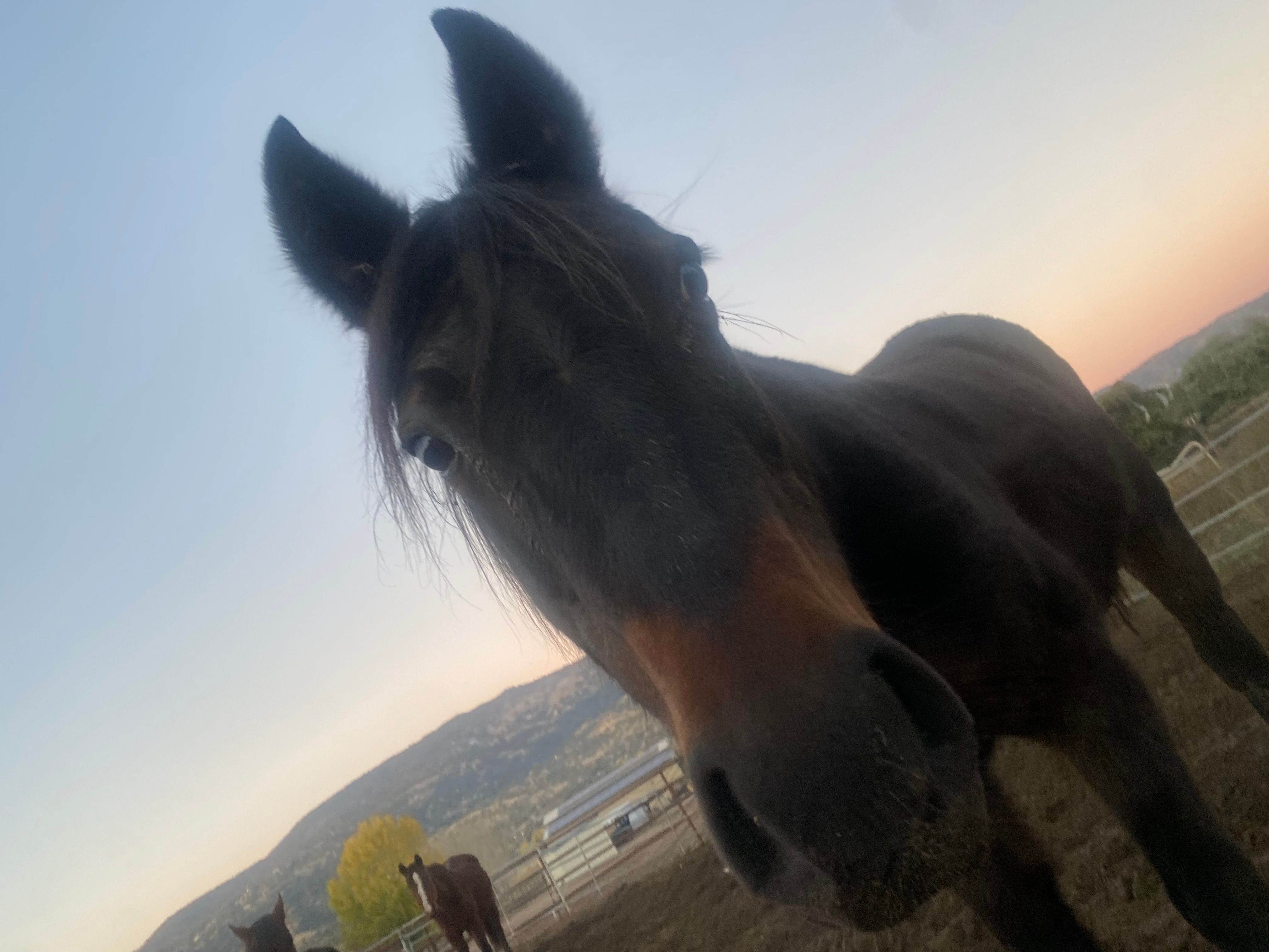 Gallop to freedom horse rescue llc