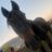 Gallop to freedom horse rescue llc
