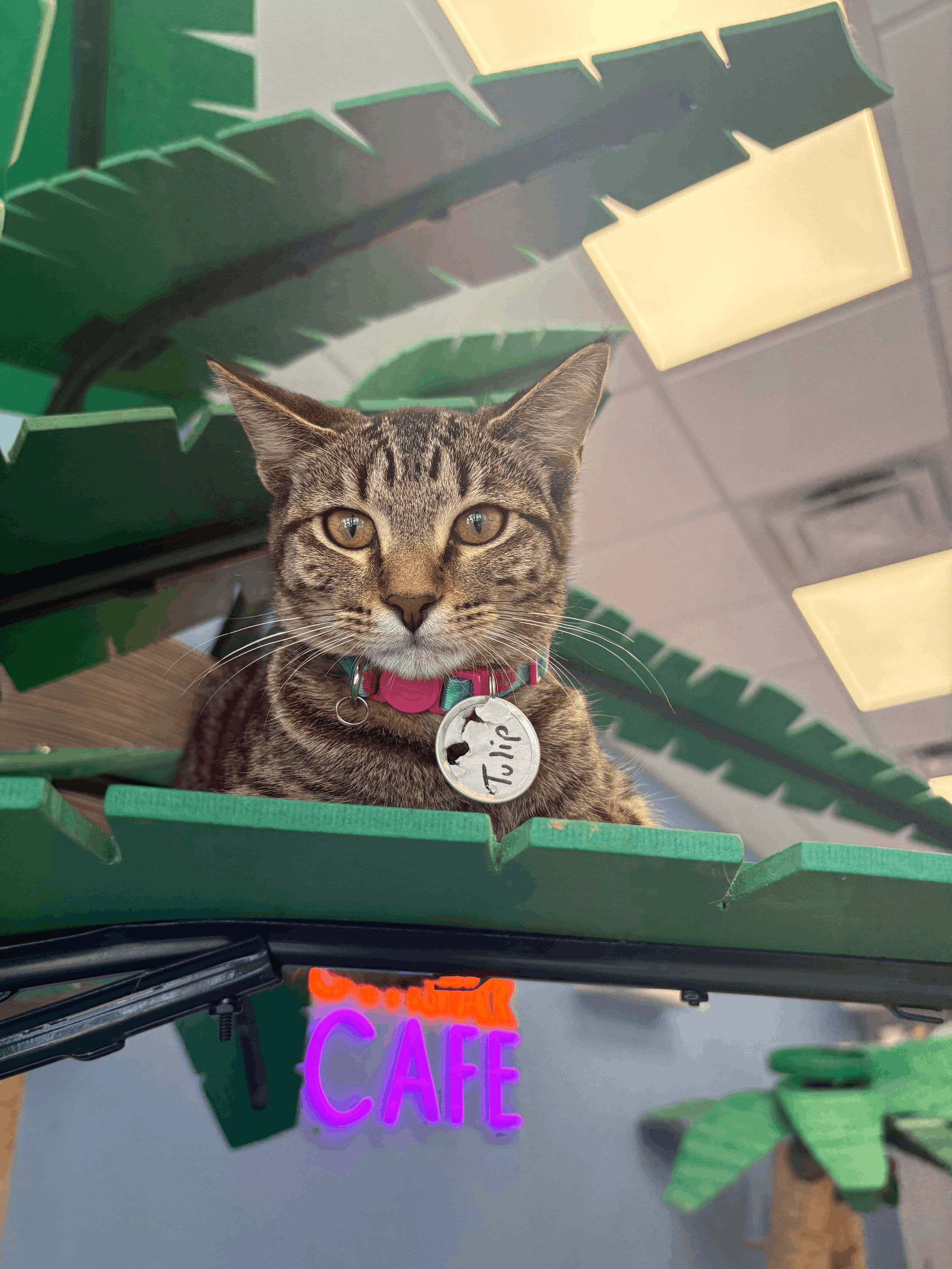 Cattyshack Cares