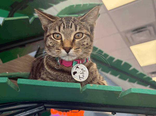Cattyshack Cares