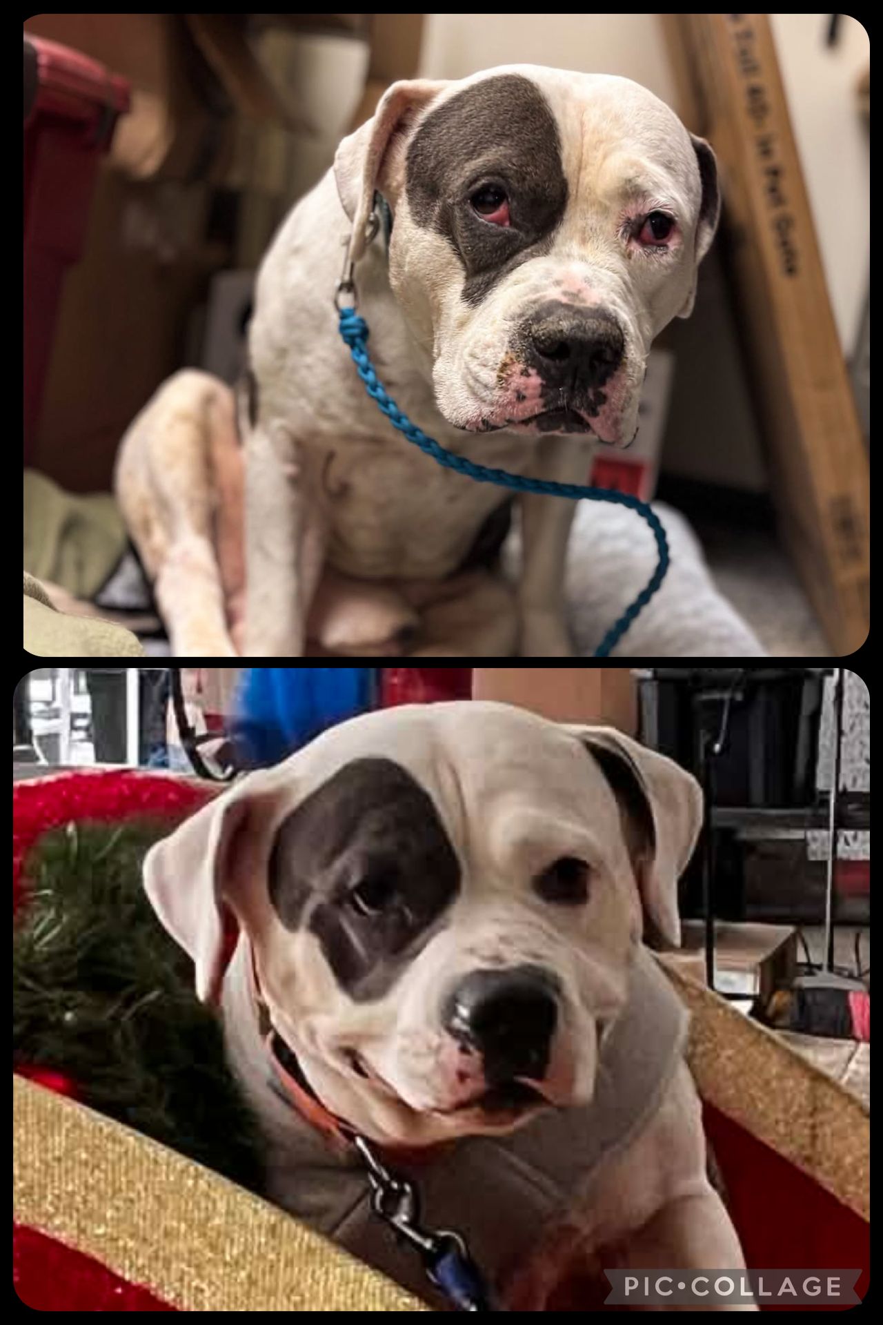 Spoil Em Rotten Foundation