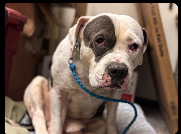 Spoil Em Rotten Foundation