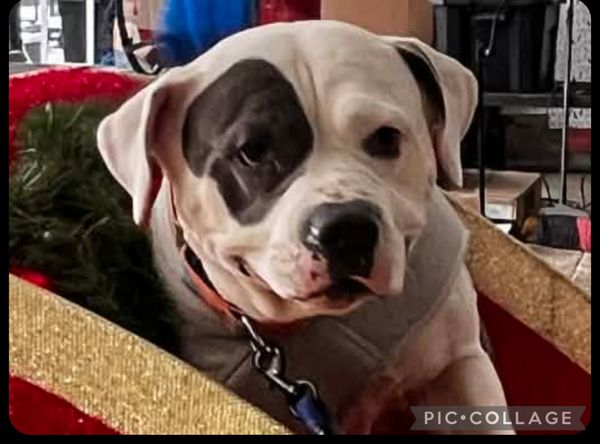 Spoil Em Rotten Foundation