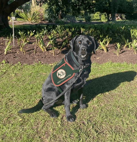 Assistance Dogs Empowering People