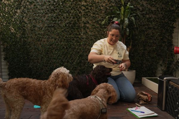 Assistance Dogs Empowering People