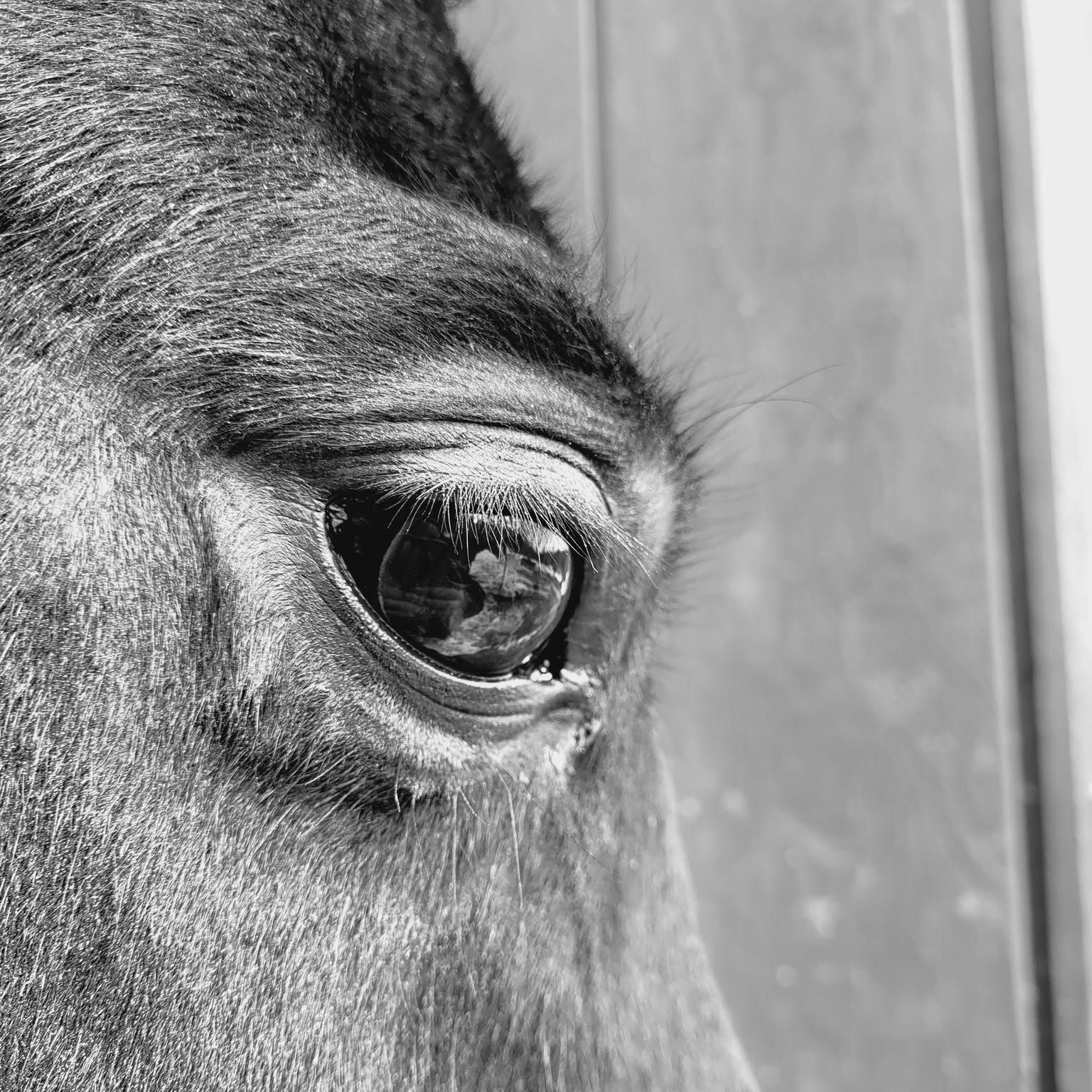 Freedom Reins Theraputic Riding, Surry, New Hampshire