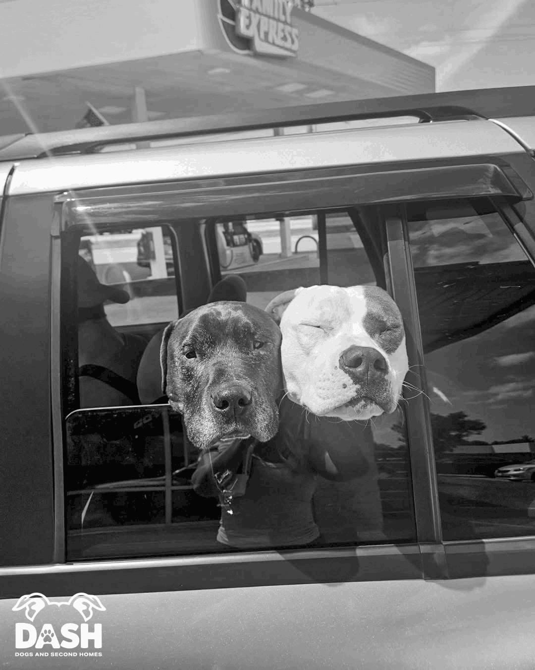 DASH Dogs And Second Homes