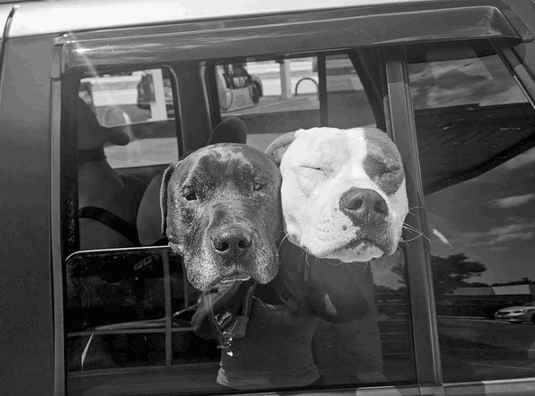 DASH Dogs And Second Homes