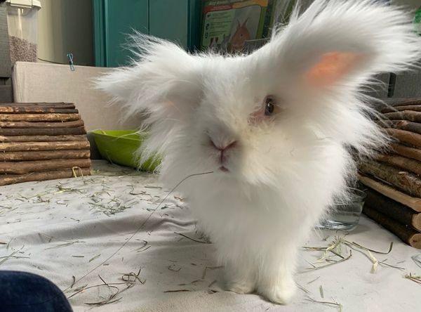 Ottawa Rabbit Rescue & Welfare Network