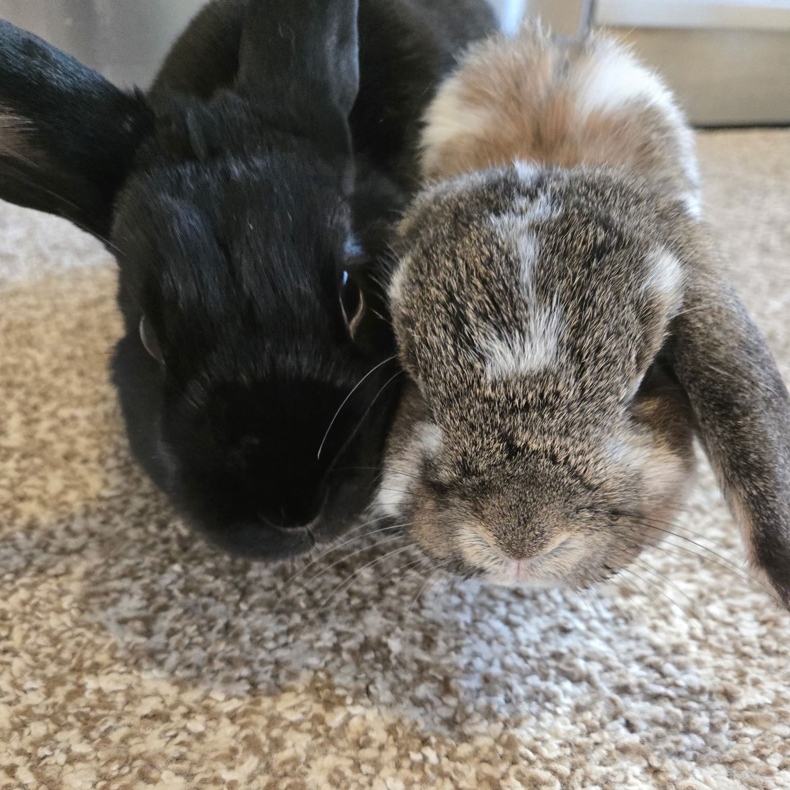 Ottawa Rabbit Rescue & Welfare Network