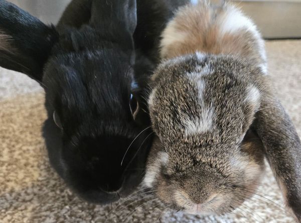 Ottawa Rabbit Rescue & Welfare Network