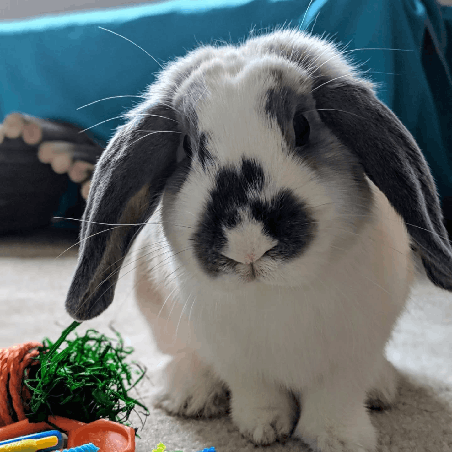 Ottawa Rabbit Rescue & Welfare Network