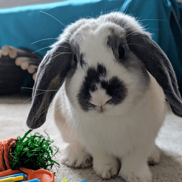 Vote for Ottawa Rabbit Rescue & Welfare Network — it's free and helps ...