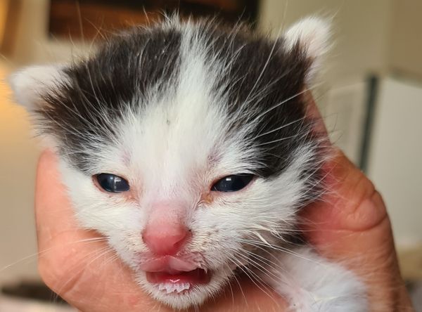 Loving Paws Cat Rescue