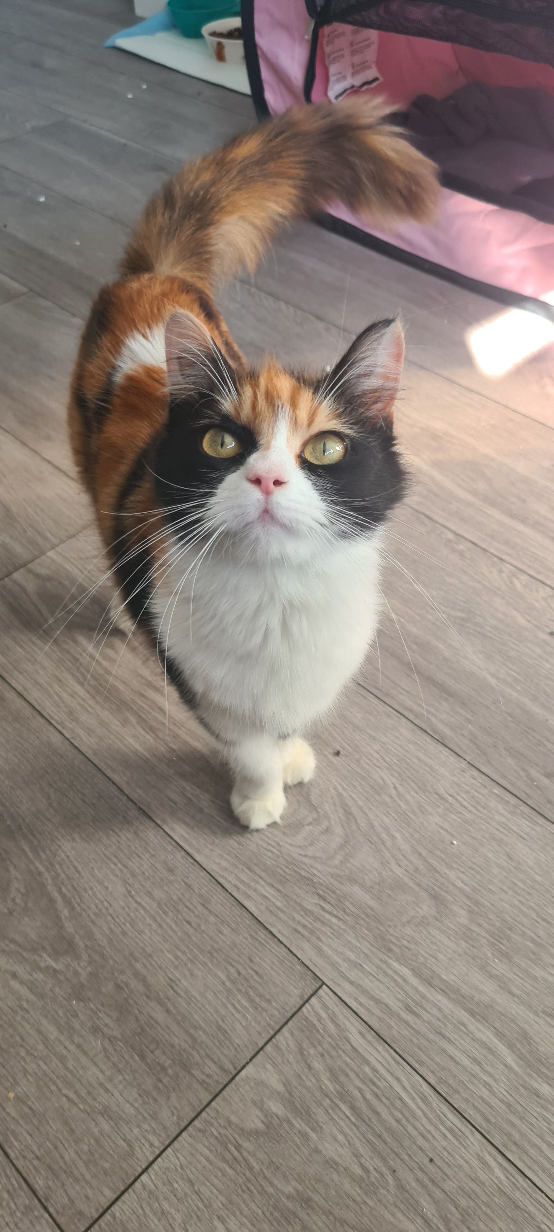 Loving Paws Cat Rescue